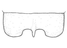   Anthidium jocosum  male, diagram showing dorsal view of seventh tergum (T7), diagram from Gonzalez and Griswold 2013 
